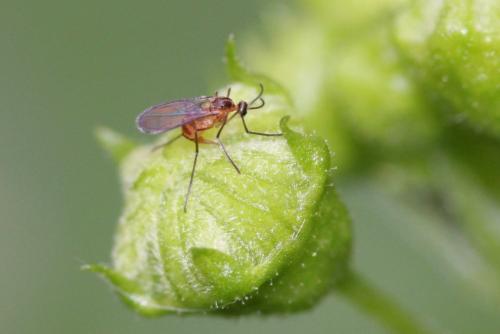 Jaapiella parvula